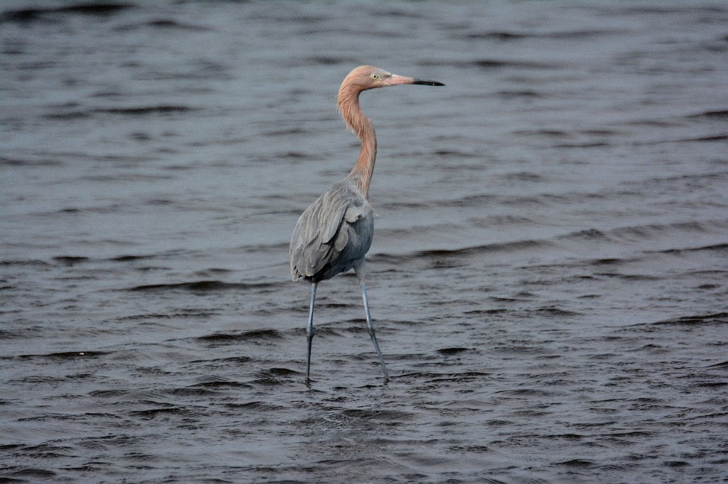 Egret, Reddish, 2015-01098749 Merritt Island NWR, FL.JPG - Reddish Egret. Merritt Island National Wildlife Refuge, MA, 1-9-2015